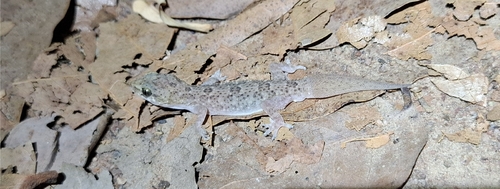 West African House Gecko