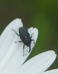 Odontocorynus