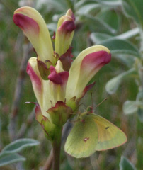 Colias hecla