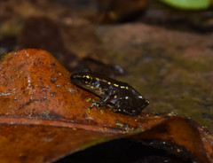 Guibemantis albolineatus