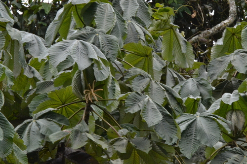 Cecropia telealba (Cecropia telealba)