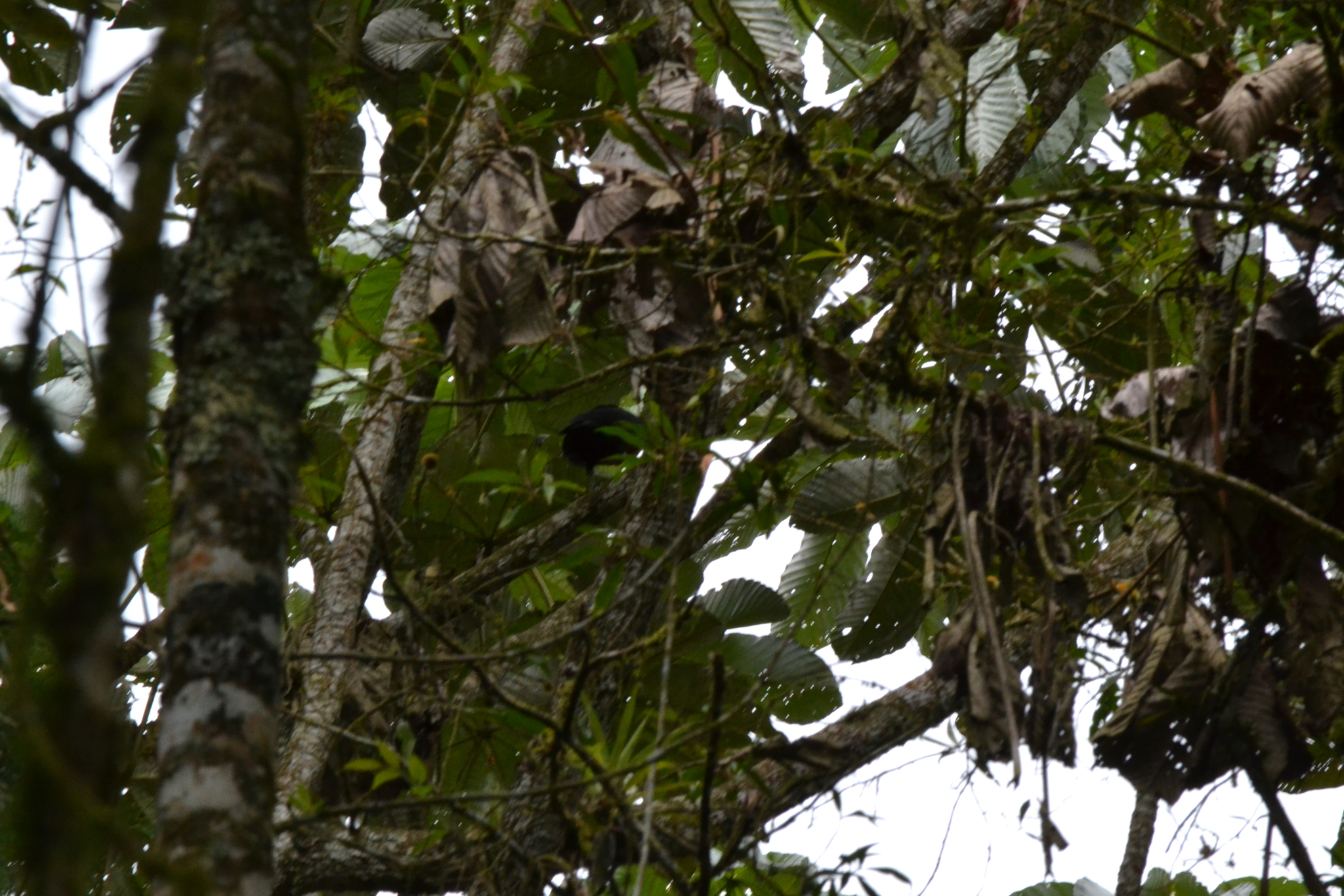 Red-ruffed Fruitcrow (Pyroderus scutatus), photo 2