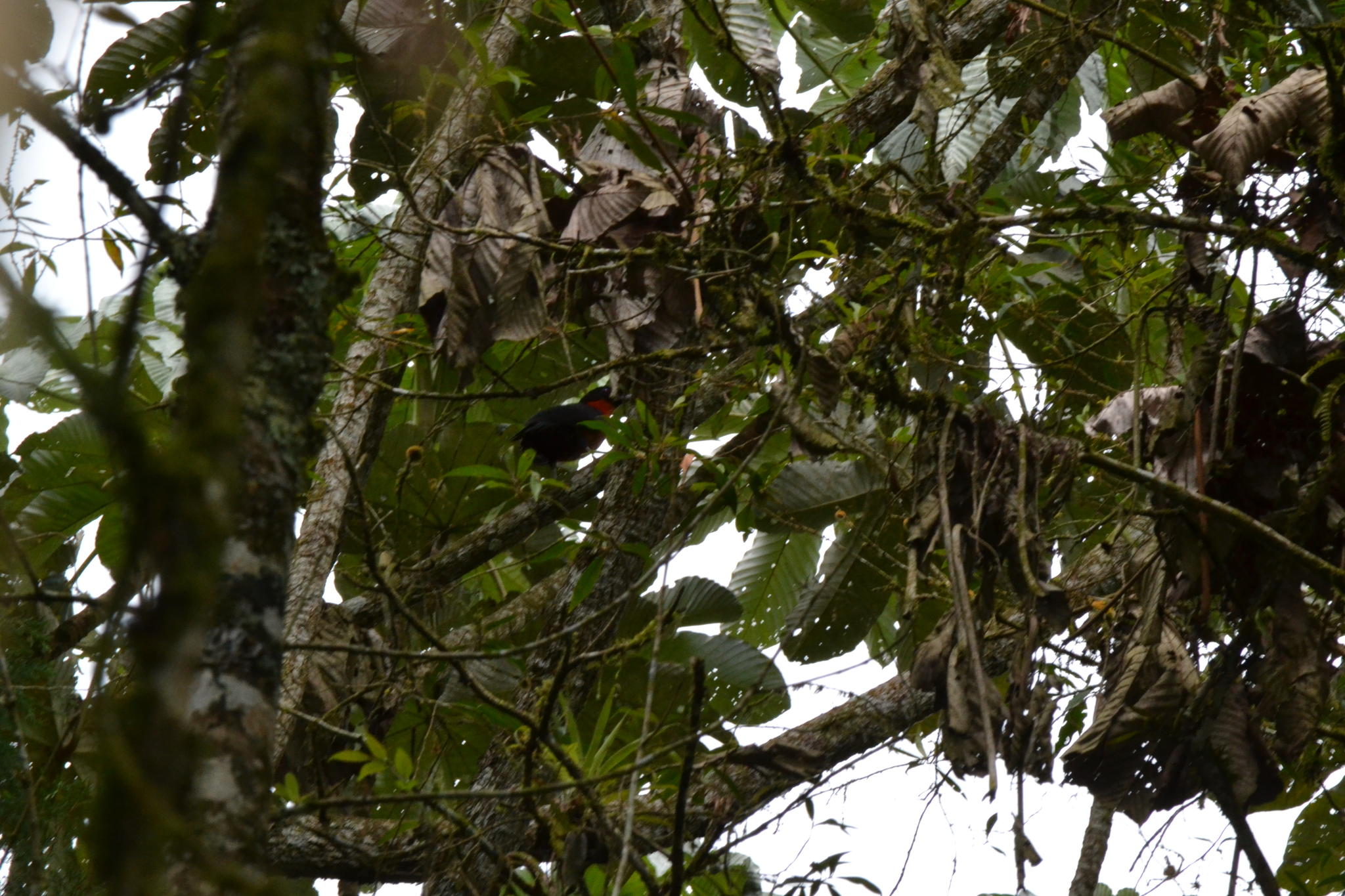 Red-ruffed Fruitcrow (Pyroderus scutatus), photo 1