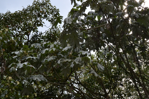 Cecropia telealba (Cecropia telealba)
