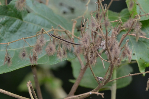 white moho (Heliocarpus americanus)