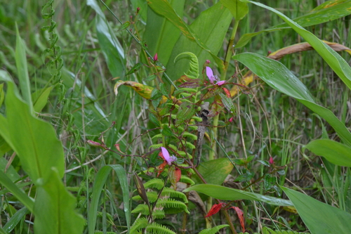 Arthrostemma ciliatum, photograph 6