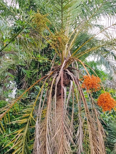 Date Palm