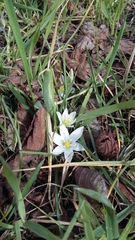 Ornithogalum fimbriatum