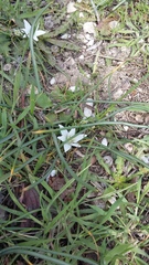 Ornithogalum fimbriatum