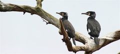 Phalacrocorax carbo