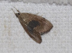 Crocidolomia suffusalis