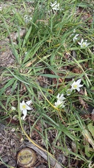 Ornithogalum fimbriatum
