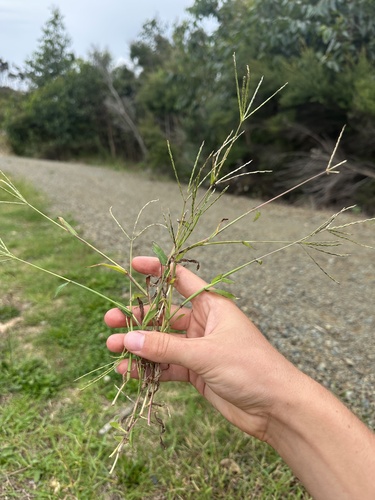 Digitaria sanguinalis iNat (1)