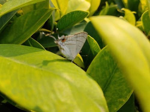 Common Hairstreak