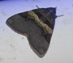 Avatha discolor