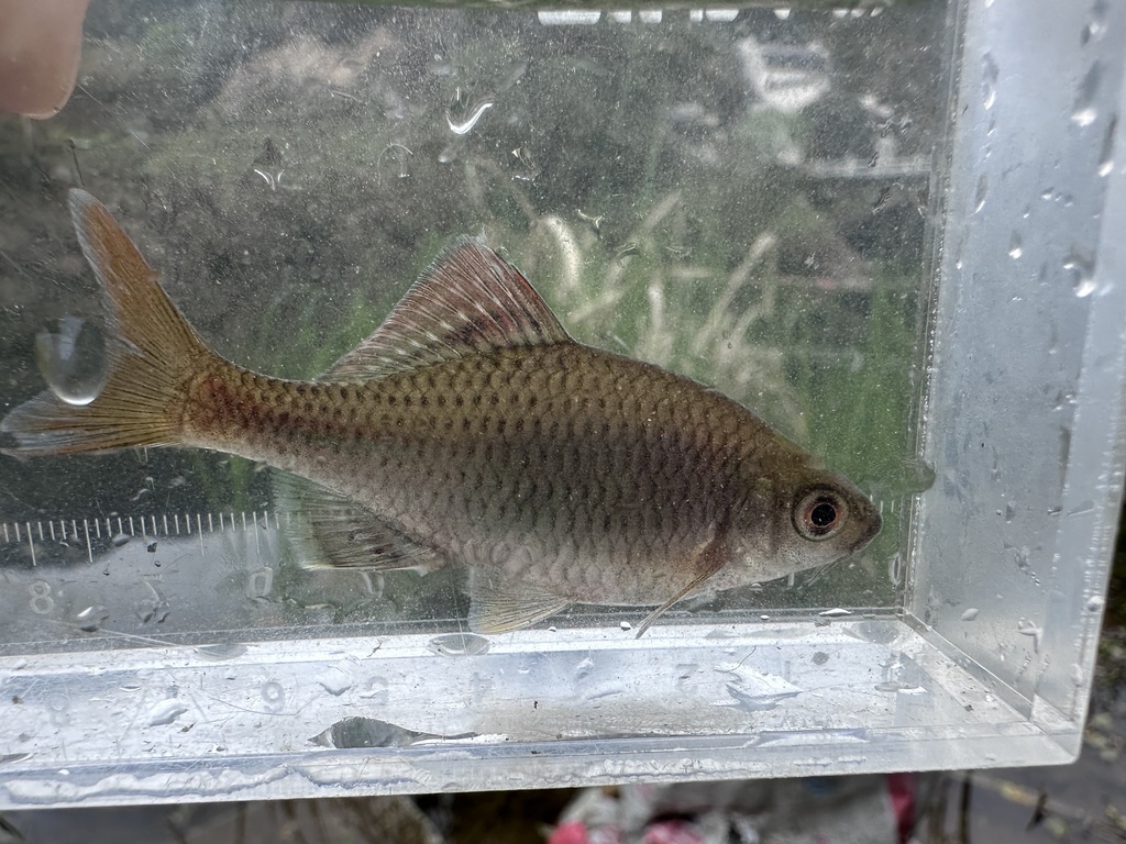 Barbel bitterling (Acheilognathus barbatus) — Cyprinidae
