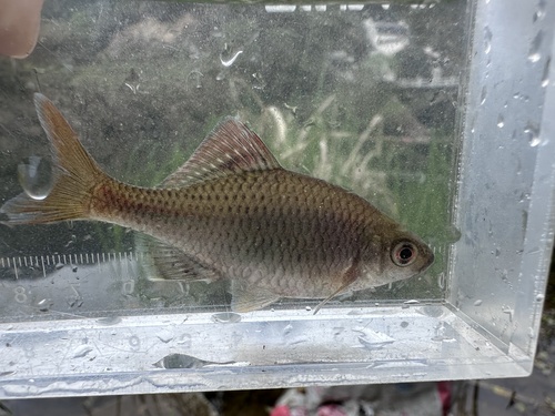 Barbel bitterling (Acheilognathus barbatus) — Cyprinidae