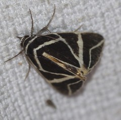 Agamana sarmentosa