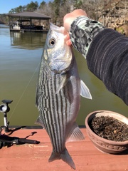 Morone chrysops × saxatilis