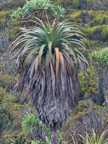 Pandani (Richea pandanifolia)