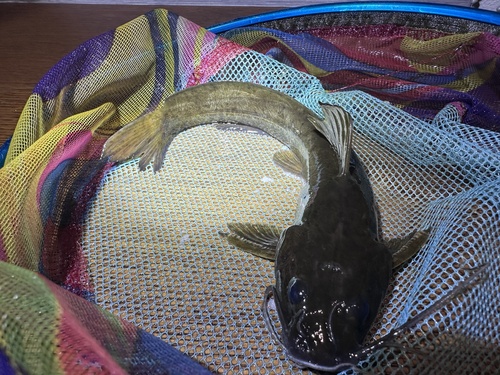 Hemibagrus macropterus — Bagridae