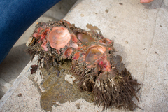 Pyura chilensis