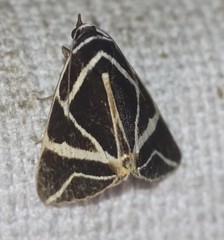 Agamana sarmentosa