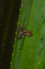 Guibemantis