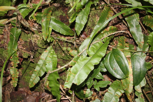 Oleander Fern (Oleandra distenta)
