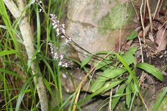 Stenoglottis longifolia, photograph author not stated, no rights reserved