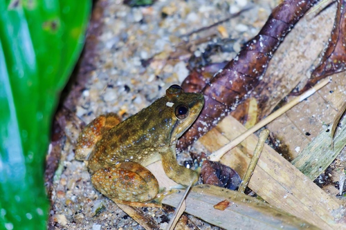 Matang Creek Frog