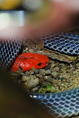 Red-headed Krait