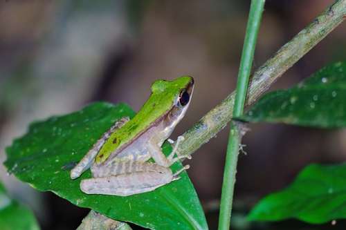 Poisonous Rock Frog