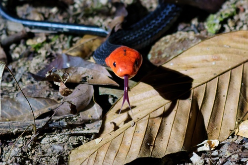 Red-headed Krait