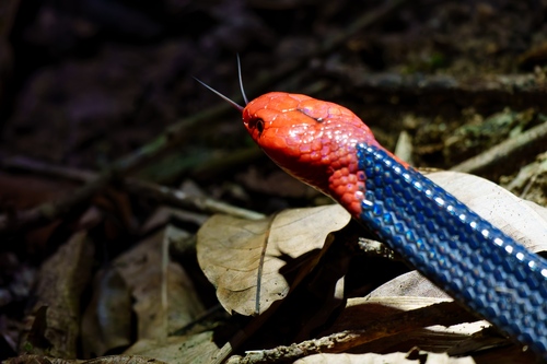 Red-headed Krait