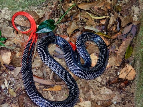 Red-headed Krait
