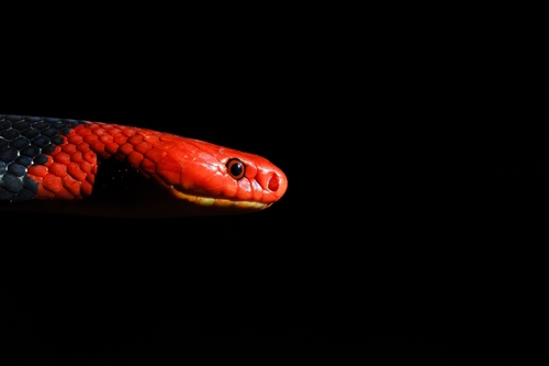 Red-headed Krait