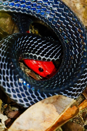 Red-headed Krait