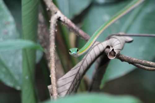 Giant Parrot Snake