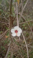 Pavonia oxyphylla