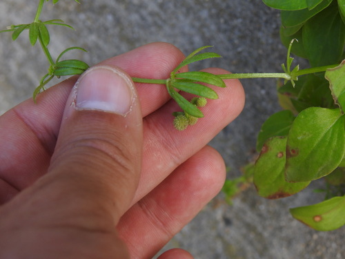 Warty Bedstraw (Galium verrucosum)