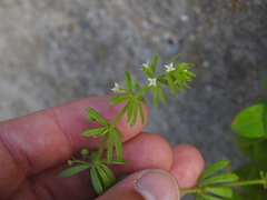 Galium verrucosum, photograph (c) Duarte Frade, some rights reserved (CC BY)