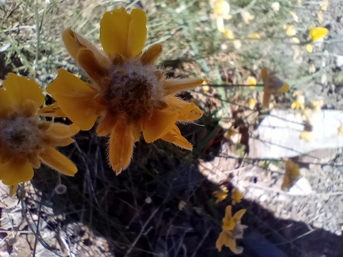 Avistamiento Genista umbellata