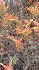 Castilleja tenuiflora