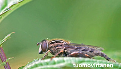 Anasimyia interpuncta