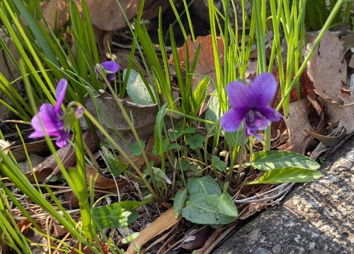 tokyo violet (Viola philippica)