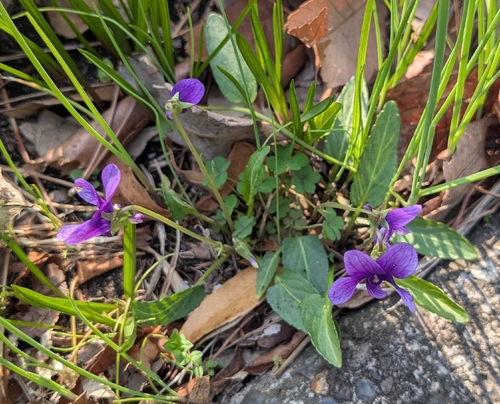 Viola philippica, photograph 6