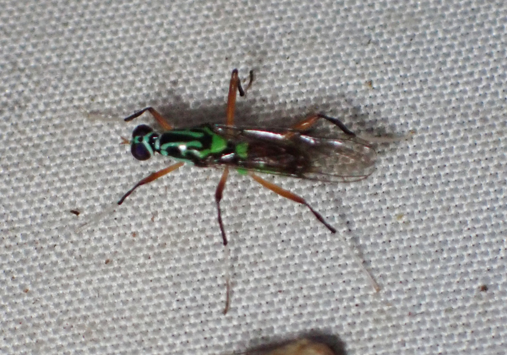Pezodontina guianae