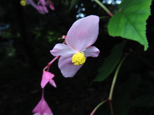 hardy begonia (Begonia grandis)