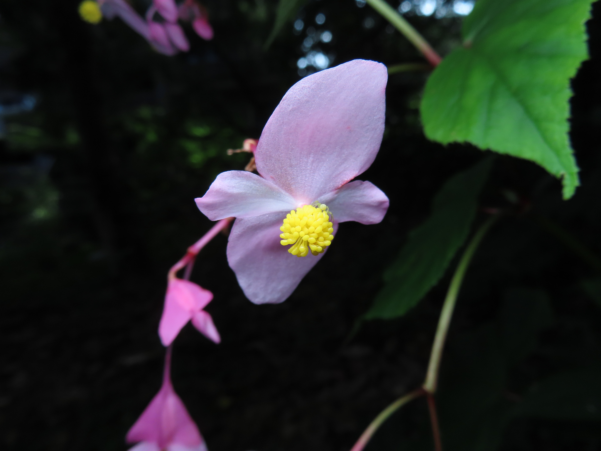 Hardy Begonia (Begonia grandis)